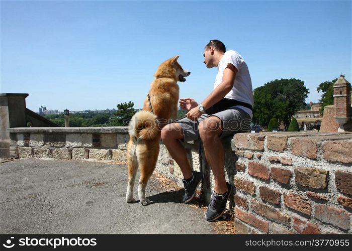 Japanese eight-month dog Akita inu at Belgrade fortress Kalemegdan,Serbia