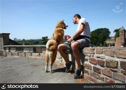 Japanese eight-month dog Akita inu at Belgrade fortress Kalemegdan,Serbia