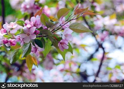 Japanese flowering cherry known as Sakura