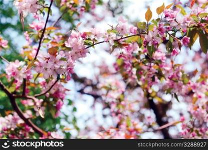 Japanese flowering cherry known as Sakura