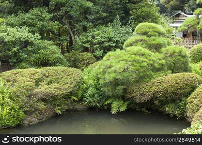 Japanese garden