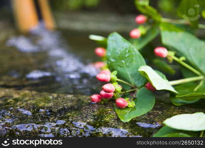 Japanese garden