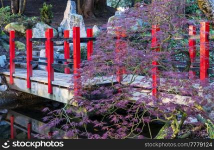 Japanese garden in spring season