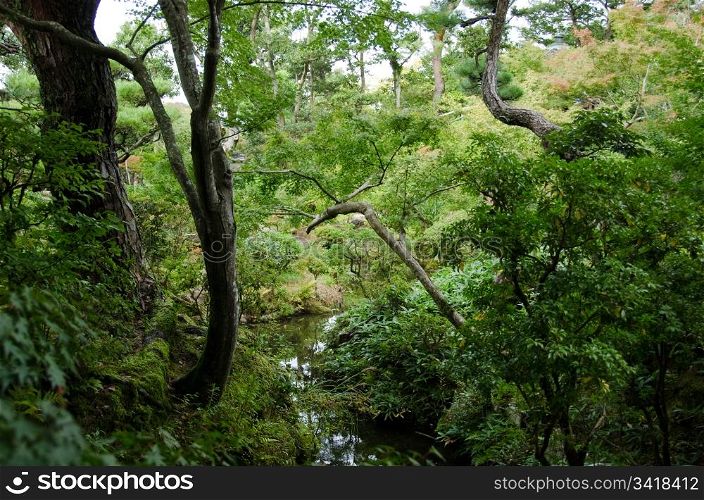 Japanese garden. Japanese garden with water and dense vegetation