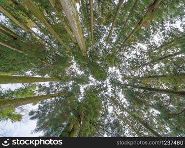 Japanese Giant Cedar Trees in Forest. Tall trees at Arashiyama in travel holidays vacation trip outdoors in Japan. Tall trees in natural park. Nature landscape background.