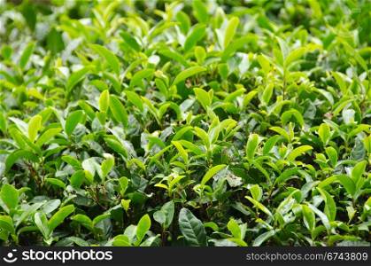 Japanese green tea plant. A japanese green tea plant with fresh leaves