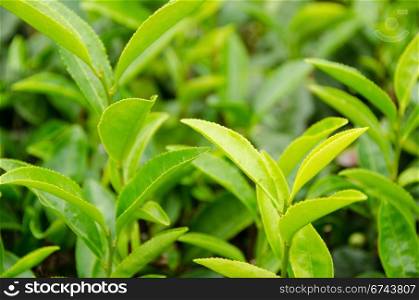 Japanese green tea plant. Detail of a japanese green tea plant with fresh leaves