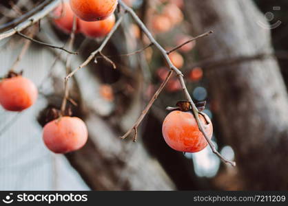 Japanese Kaki fresh beautiful organic persimmon fruits on its tree close up detail