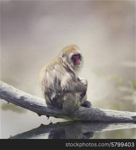 Japanese Macaque On A Log