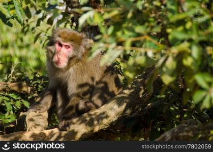 Japanese macaque sitting on the ground. Japanese macaque, Macaca fuscata, sitting on the ground in its natural habitat