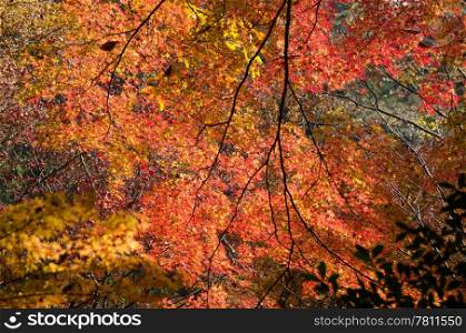Japanese maple in a forest in autumn. Red leaves of the japanese maple in a forest in autumn, foliage