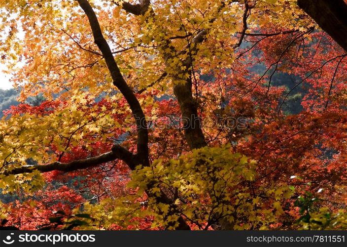 Japanese maple in a forest in autumn. Red leaves of the japanese maple in a forest in autumn, foliage