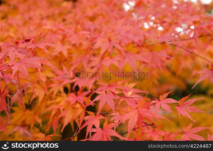 Japanese maple in autumn. Red leaves of the japanese maple in autumn, foliage