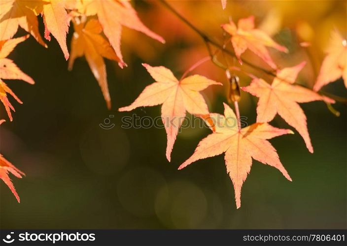 Japanese maple in autumn. Red leaves of the japanese maple in autumn, foliage