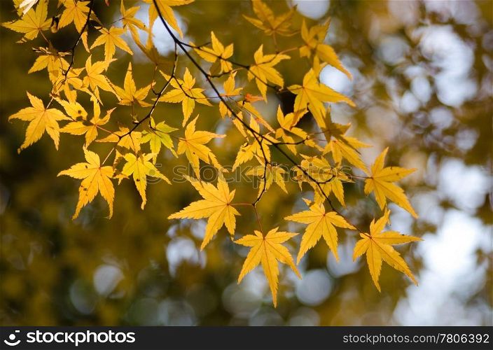 Japanese maple in autumn. Yellow leaves of the japanese maple in autumn, foliage