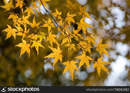 Japanese maple in autumn. Yellow leaves of the japanese maple in autumn, foliage