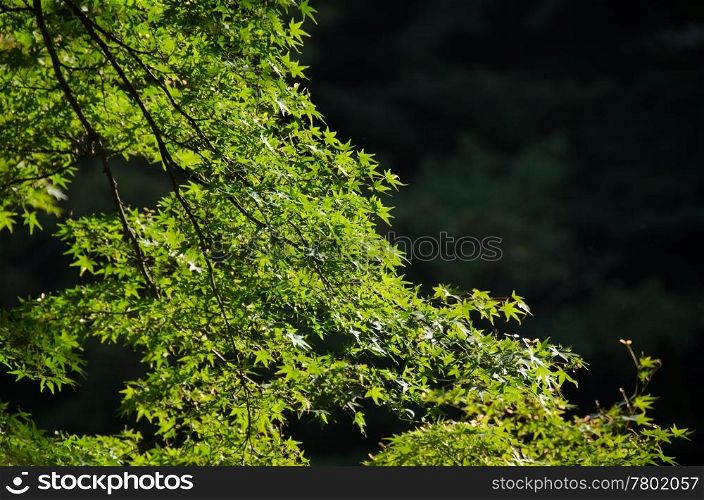 Japanese maple in summer. Green leaves of the japanese maple in summer, foliage