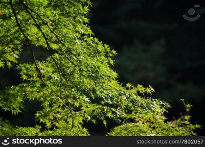 Japanese maple in summer. Green leaves of the japanese maple in summer, foliage