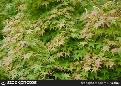 Japanese Maple leaves background. Japanese Maple, Acer palmatum, leaves showing the first signs of red color in autumn, background