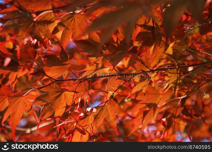 Japanese maple leaves, layered background, backlit, [Acer palmatum] Seattle, Pacific Northwest
