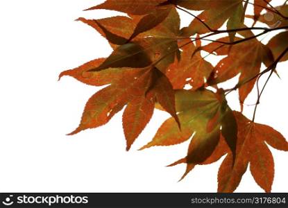 Japanese maple leaves on white background