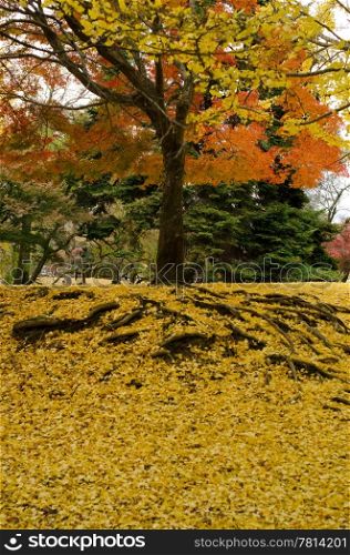Japanese maple tree in autumn. Japanese maple tree in autumn with yellow ginkgo leaves on forest floor