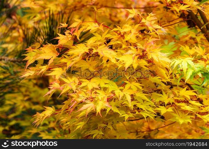 Japanese maple tree in autumn with vivid colors