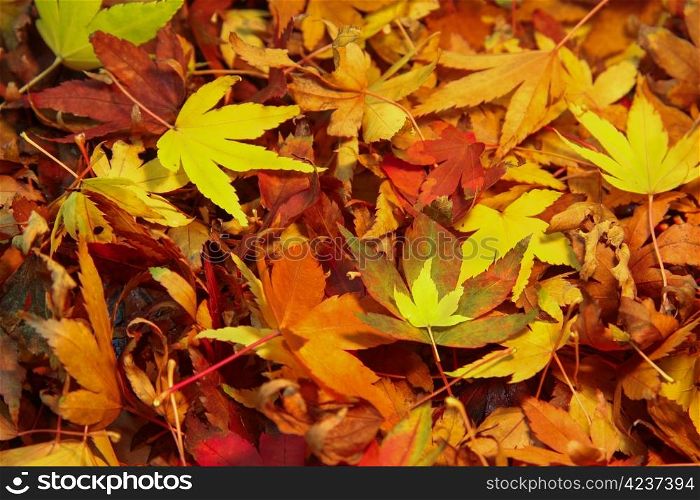 Japanese Maple Tree leaves in a colorful pile