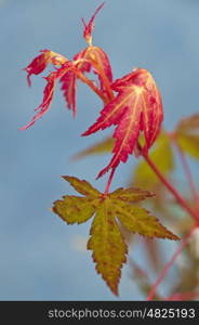 japanese maple with autumnal colors. maple