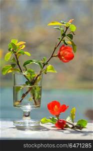 Japanese ornamental quince - Chaenomeles japonica in small vase. Japanese ornamental quince - Chaenomeles japonica