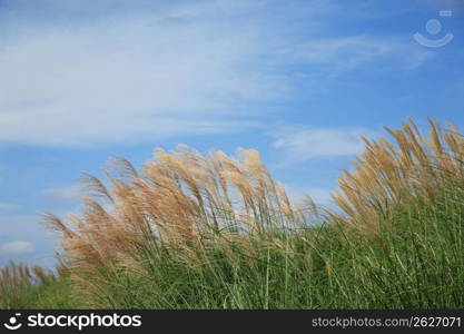 Japanese pampas grass