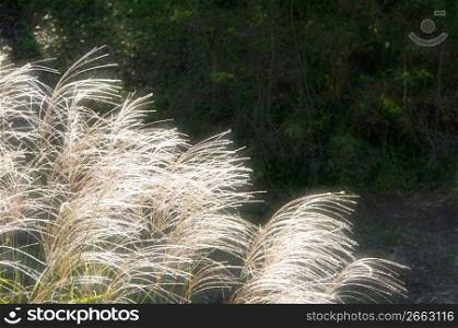 Japanese pampas grass