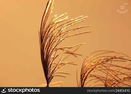 Japanese pampas grass