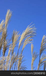 Japanese pampas grass