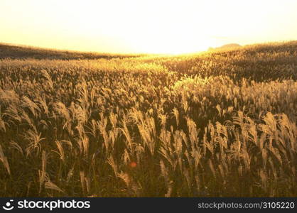 Japanese pampas grass