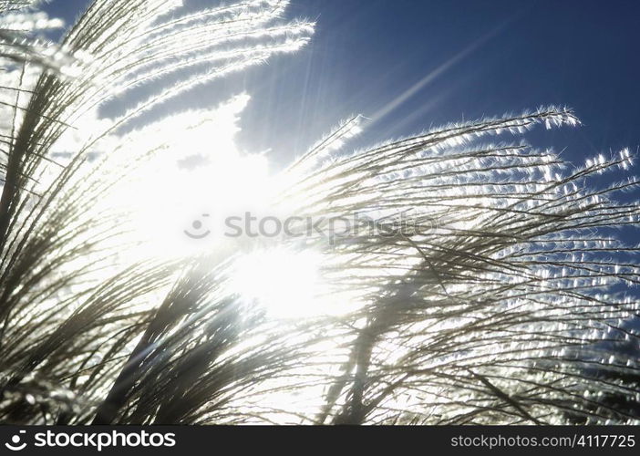 Japanese pampas grass