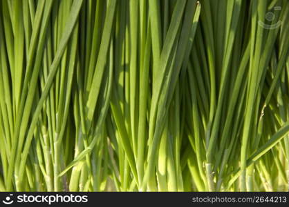 Japanese parsley