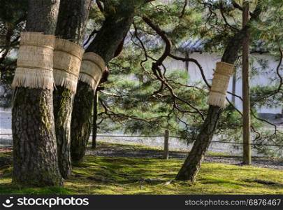 Japanese pine tree garden with moss on ground in kyoto, Japan