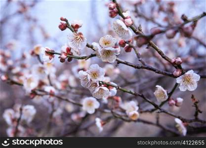 japanese plum tree