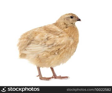 Japanese quail in front of white background