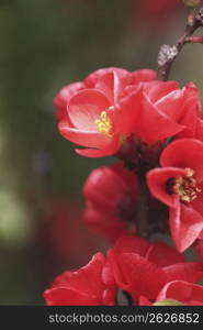 Japanese quince