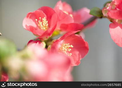 Japanese quince