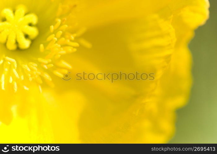 Japanese quince