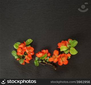 Japanese quince Chaenomeles branches with red flowers covered with water drops lie on a background of black slate; flat lay, overhead view