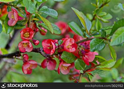 Japanese quince or Chaenomeles speciosa branch - blossoming in springtime, Sofia, Bulgaria