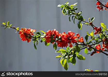 Japanese quince or Chaenomeles speciosa branch - blossoming in springtime, Sofia, Bulgaria