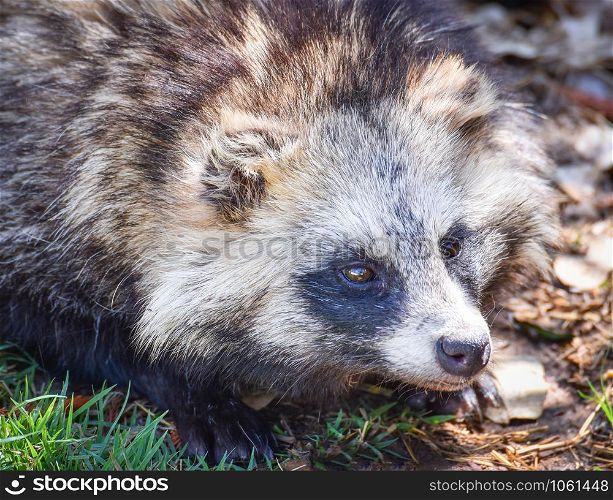 Japanese raccoon dog sitting in the grass / tanuki animal - Nyctereutes procyonoides