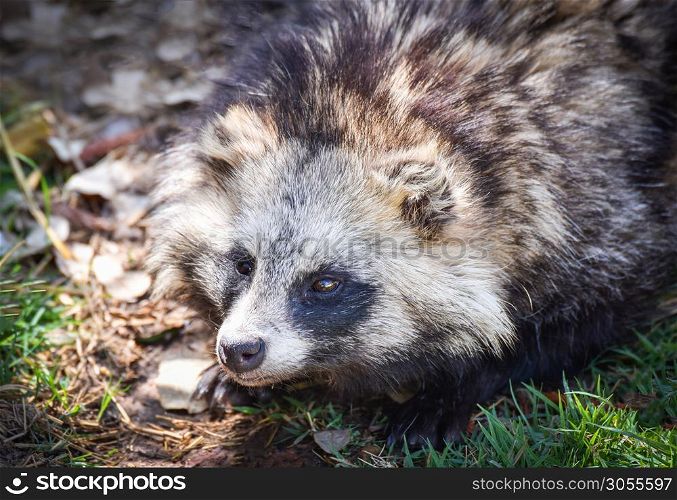 Japanese raccoon dog sitting in the grass / tanuki animal - Nyctereutes procyonoides
