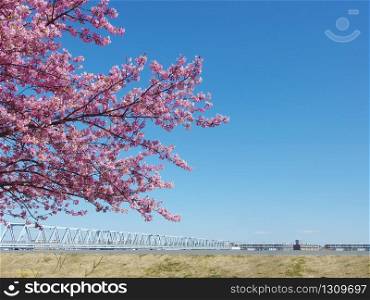Japanese Sakura, full blooming pink cherry blossoms tree and blue sky on spring season.