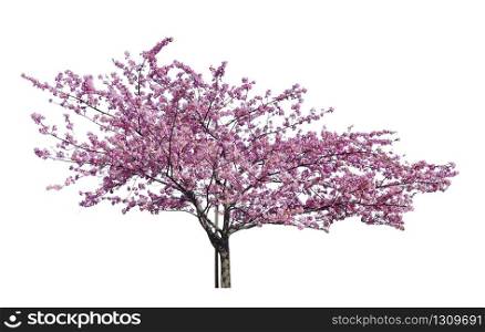 Japanese sakura, full blooming pink cherry blossoms tree isolated on white background.